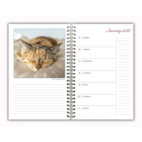 Cat Naps 2026 Engagement Calendar