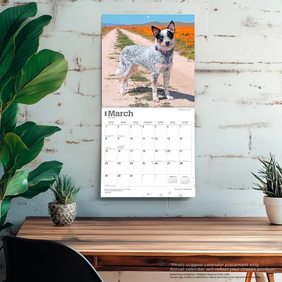 Australian Cattle Dogs 2026 Wall Calendar - Online Exclusive