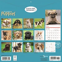 Puppies 2026 Wall Calendar