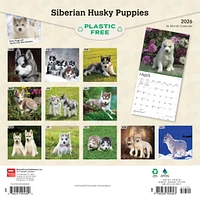 Siberian Husky Puppies 2026 Wall Calendar