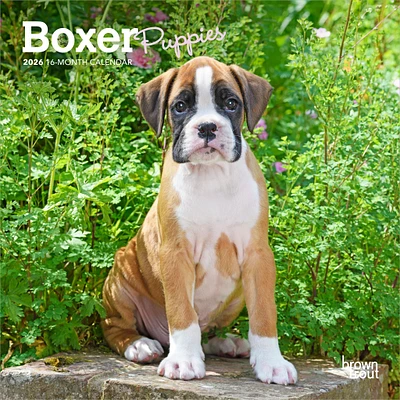 Boxer Puppies 2026 Mini Calendar