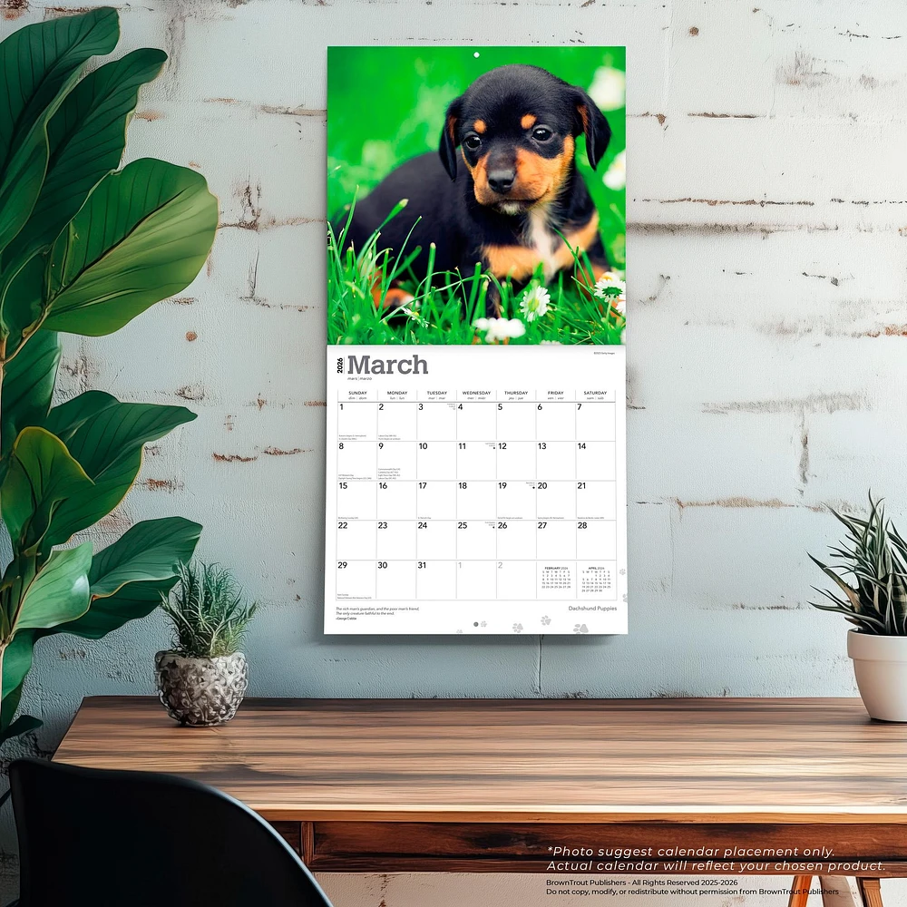 Dachshund Puppies 2026 Wall Calendar