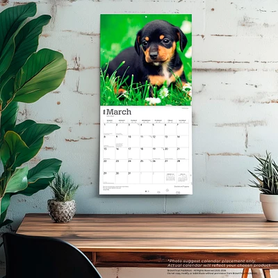 Dachshund Puppies 2026 Wall Calendar