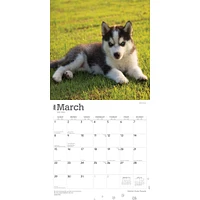Siberian Husky Puppies 2026 Wall Calendar