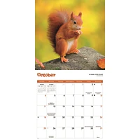 Squirrels 2026 Wall Calendar