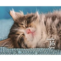 Cats 2026 Small Box Calendar