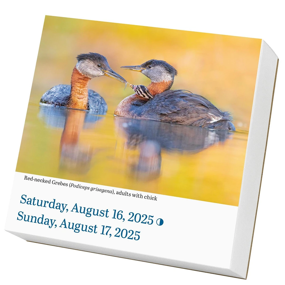 Audubon Birds Box 2025 Calendar