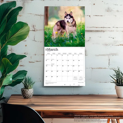 Siberian Huskies 2026 Wall Calendar
