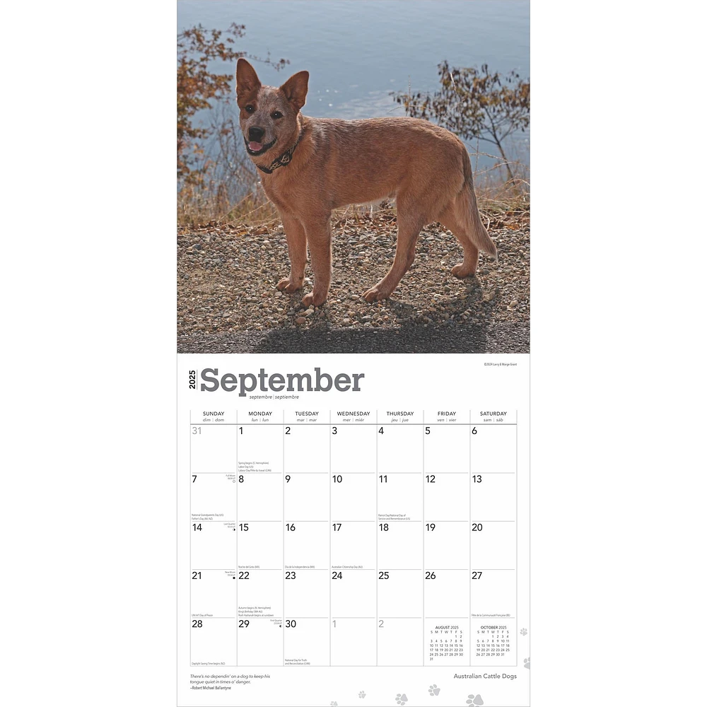 Australian Cattle Dogs Wall 2025 Calendar