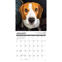 Beagle Rules 2026 Wall Calendar - Online Exclusive