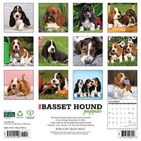 Just Basset Hound Puppies Wall 2025 Calendar