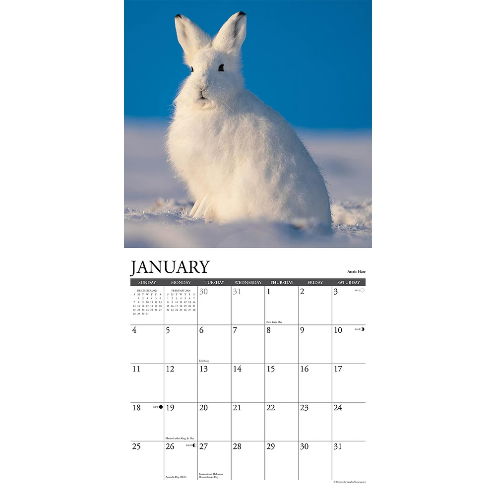 Wildlife 2026 Wall Calendar - Online Exclusive