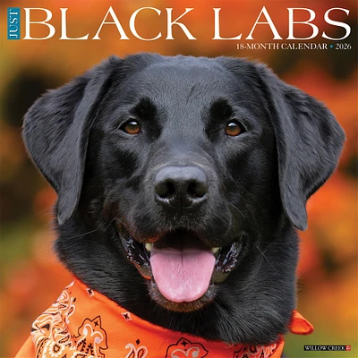 Just Black Labs 2026 Wall Calendar - Online Exclusive