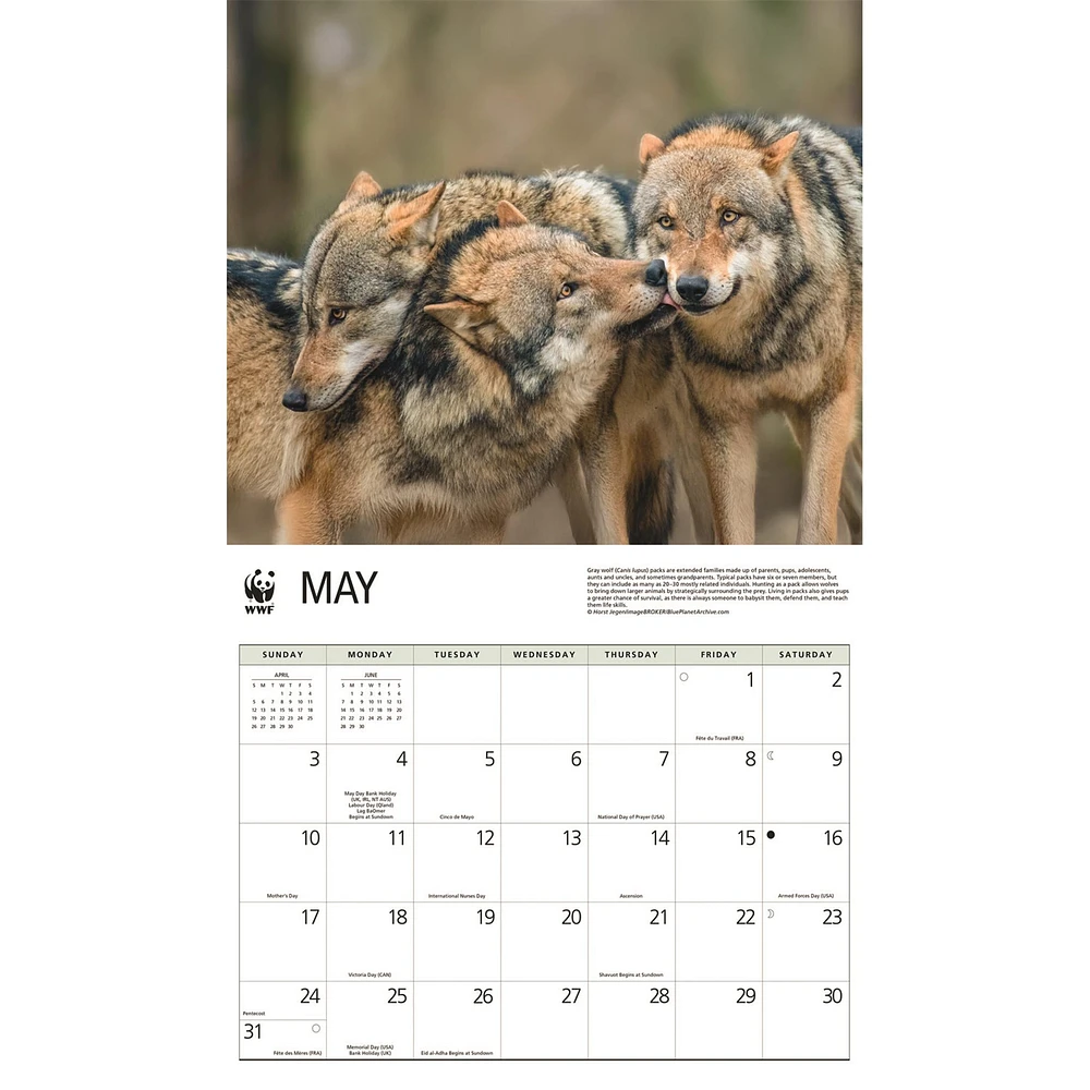 World Wildlife Fund Wolves 2026 Wall Calendar