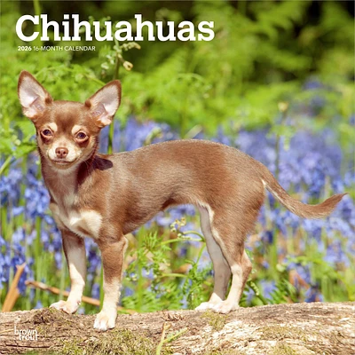 Chihuahuas 2026 Wall Calendar