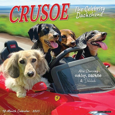 Crusoe The Celebrity Dachshund Wall 2025 Calendar