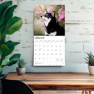 Shiba Inu 2026 Wall Calendar - Online Exclusive