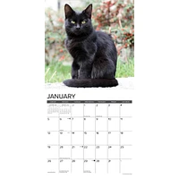 Just Black Cats Wall 2025 Calendar