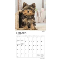 Yorkshire Terrier Puppies 2026 Mini Calendar