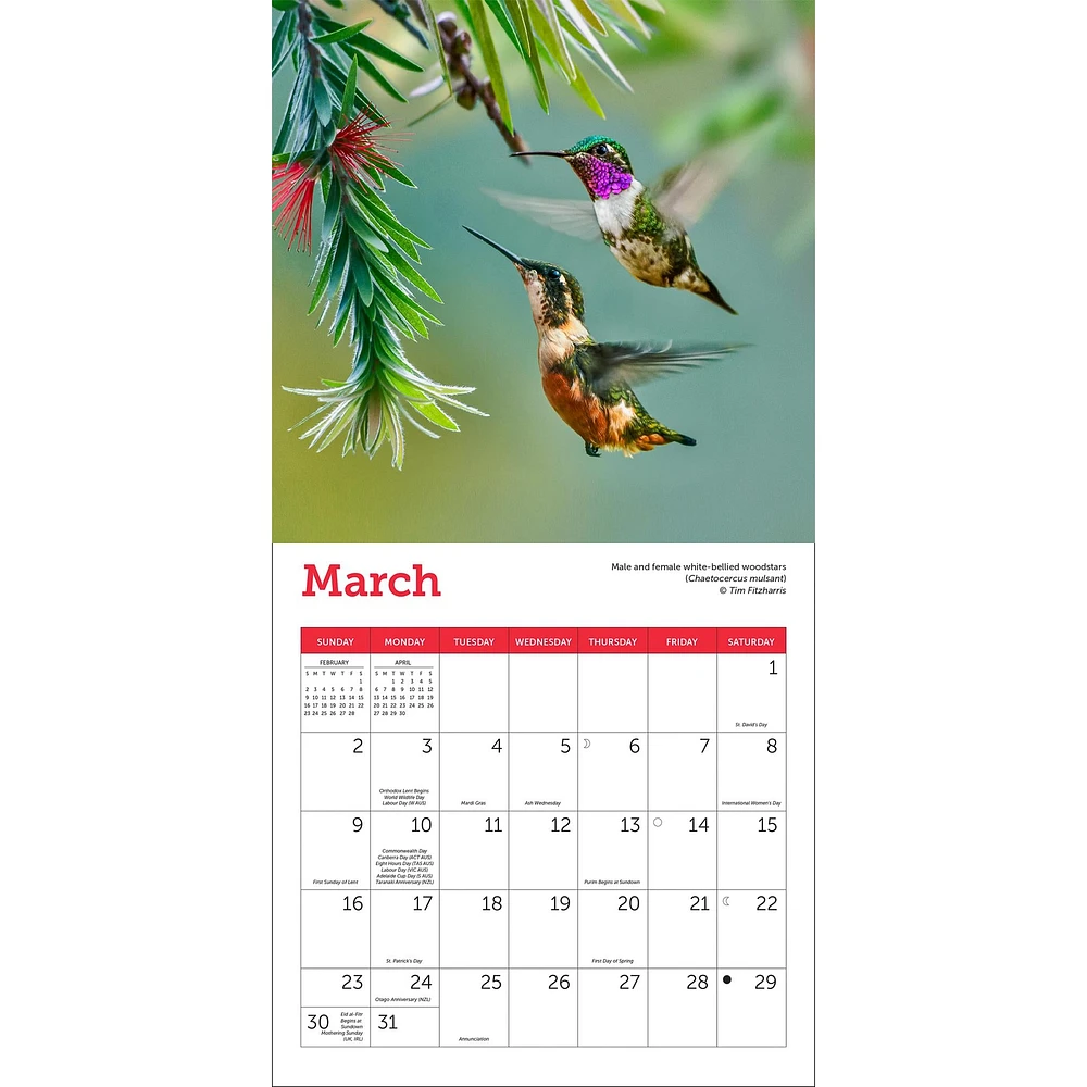 Hummingbirds Mini 2025 Calendar