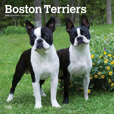 Boston Terriers Wall 2025 Calendar