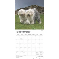 Old English Sheepdogs Wall 2025 Calendar