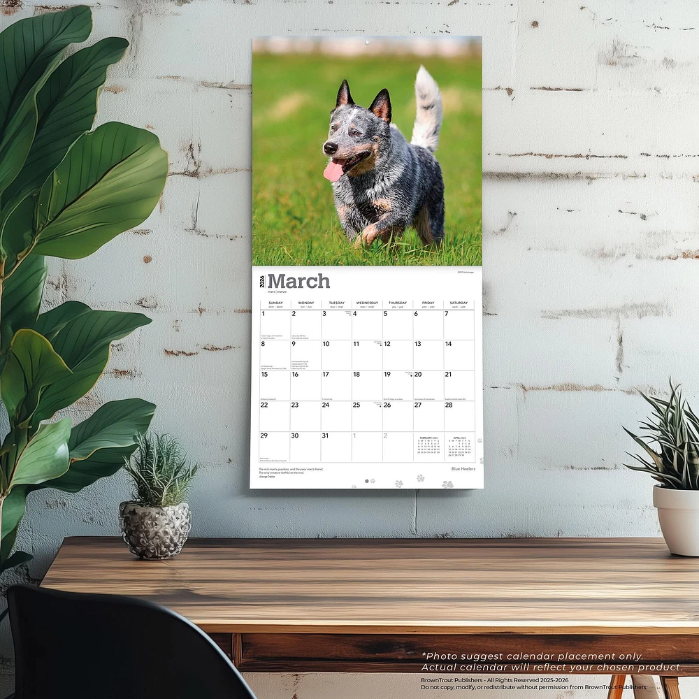 Blue Heelers 2026 Wall Calendar