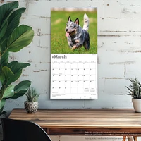 Blue Heelers 2026 Wall Calendar