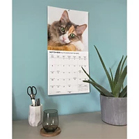 Love Of Cats 2026 Wall Calendar