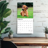 Rhodesian Ridgebacks 2026 Wall Calendar