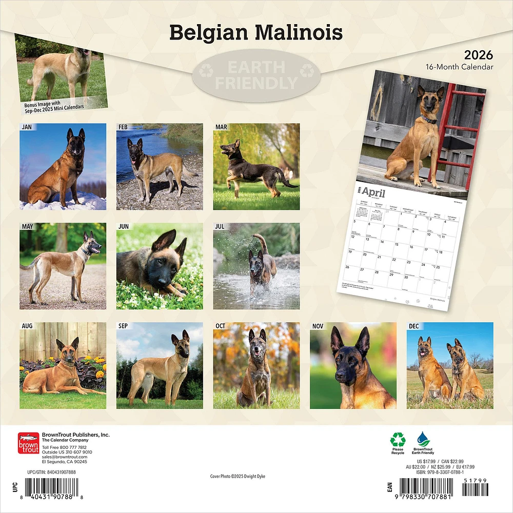 Belgian Malinois 2026 Wall Calendar - Online Exclusive