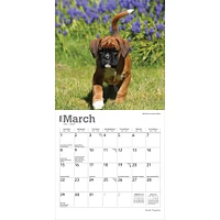 Boxer Puppies 2026 Mini Calendar