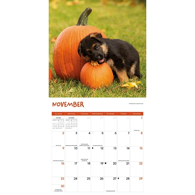 Playful Puppies Wall 2025 Calendar