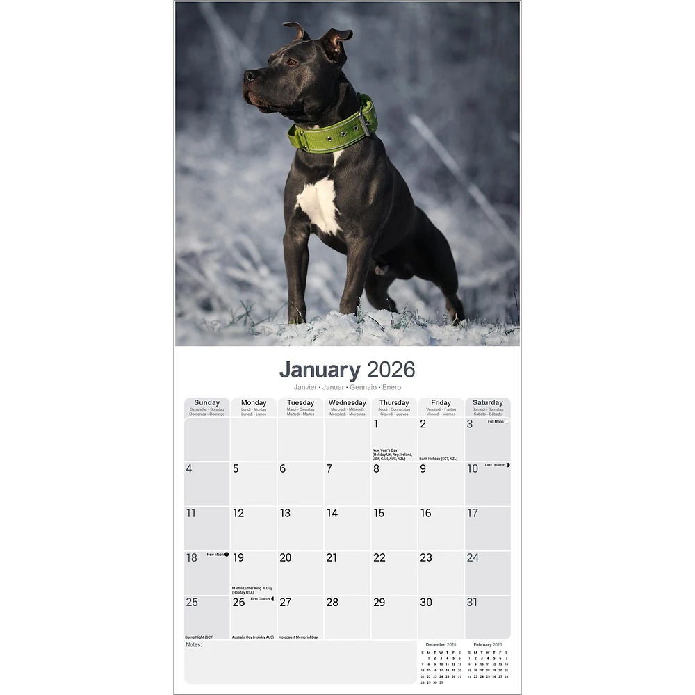 American Staffordshire Terrier 2026 Wall Calendar - Online Exclusive