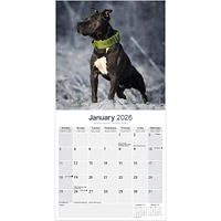 American Staffordshire Terrier 2026 Wall Calendar - Online Exclusive