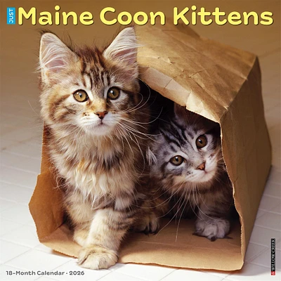 Just Maine Coon Kittens 2026 Wall Calendar