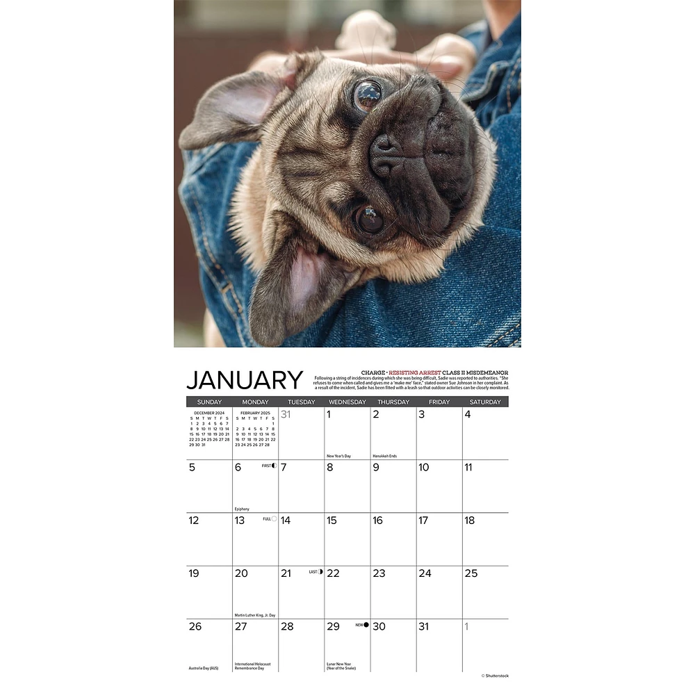 Pug Mugs Mini 2025 Calendar