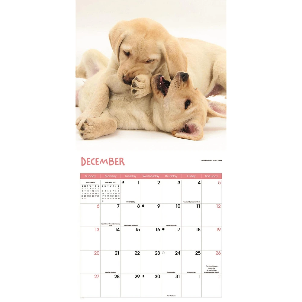 Playful Puppies 2026 Wall Calendar