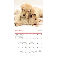 Playful Puppies 2026 Wall Calendar