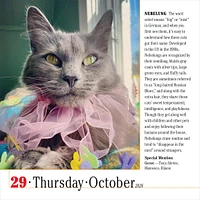 Cats 365 2026 Box Calendar