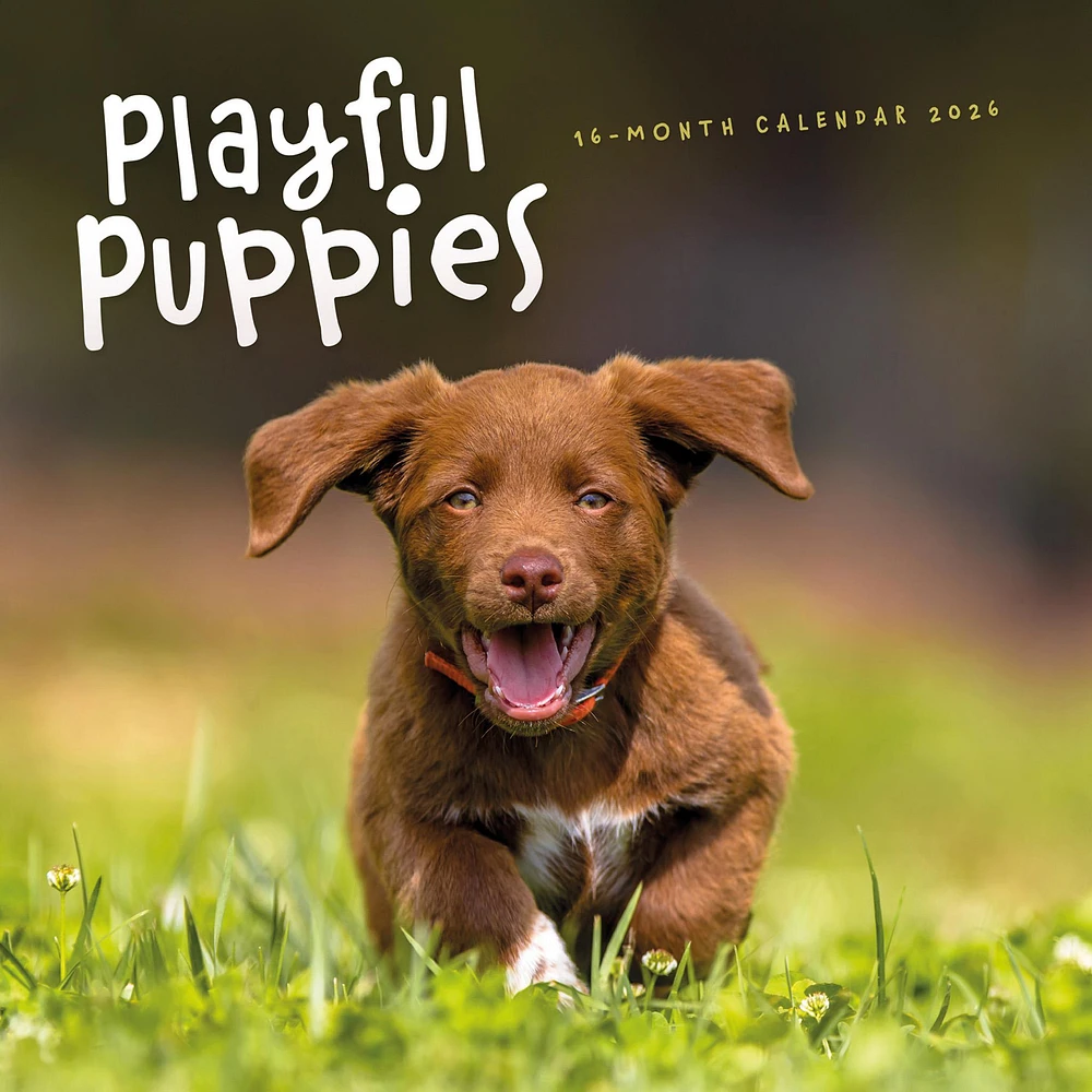 Playful Puppies 2026 Wall Calendar