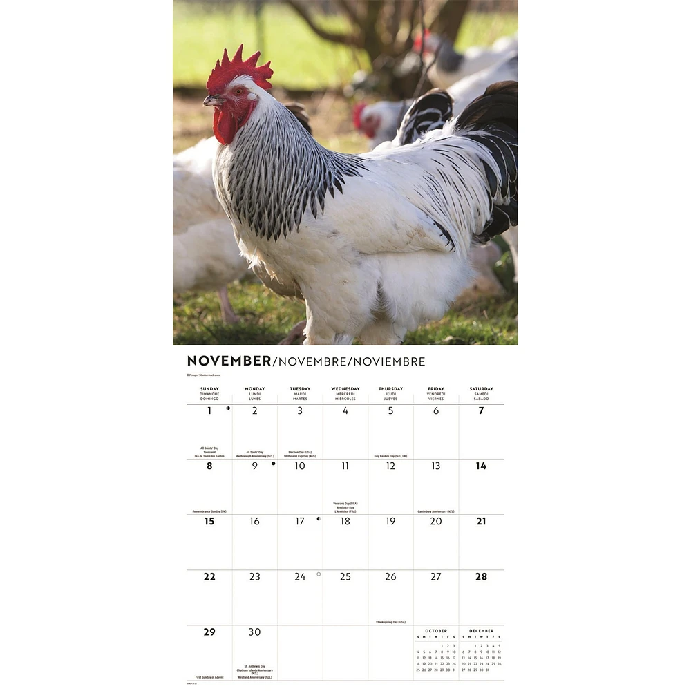 Chickens 2026 Wall Calendar