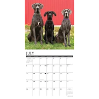 Just Great Danes 2026 Wall Calendar