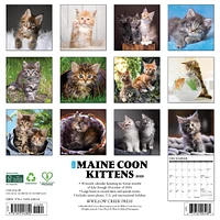 Just Maine Coon Kittens Wall 2025 Calendar