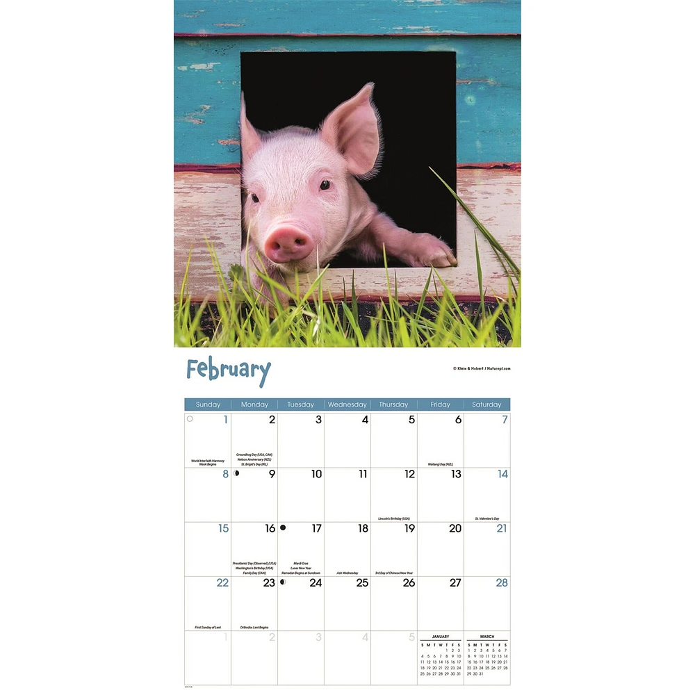 Mini Pigs 2026 Wall Calendar