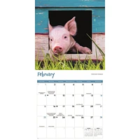 Mini Pigs 2026 Wall Calendar
