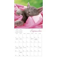 Cat Naps 2026 Wall Calendar - Online Exclusive