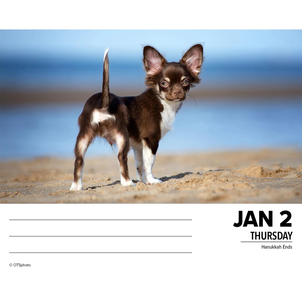 Just Chihuahuas Box 2025 Calendar - Online Exclusive