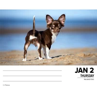 Just Chihuahuas Box 2025 Calendar - Online Exclusive