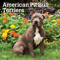 American Pit Bull Terriers Wall 2025 Calendar